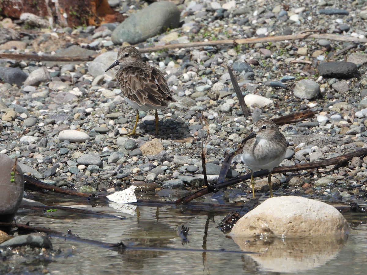 Least Sandpiper - ML614701312