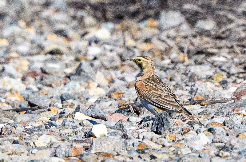 Horned Lark - ML614701315