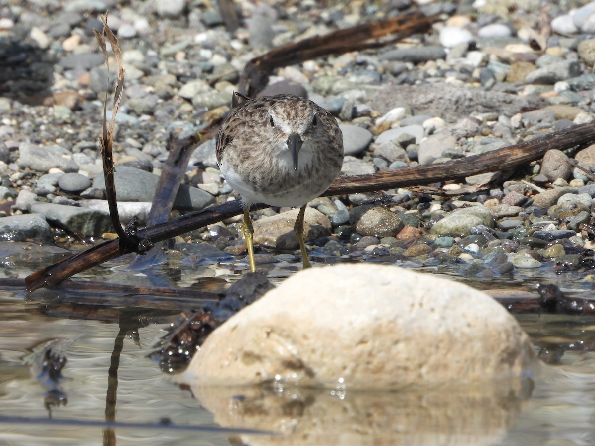 Least Sandpiper - ML614701316