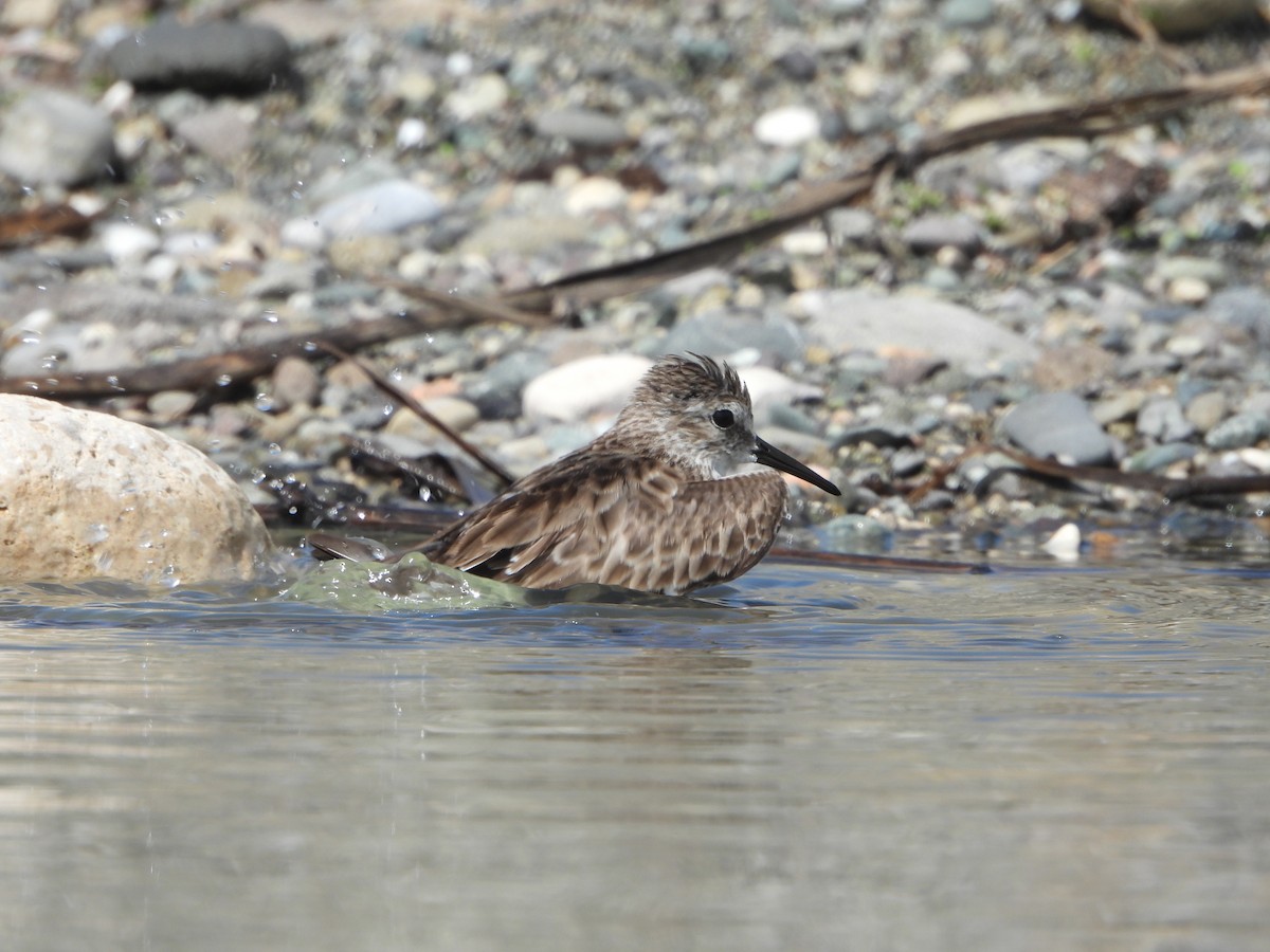 Least Sandpiper - ML614701349