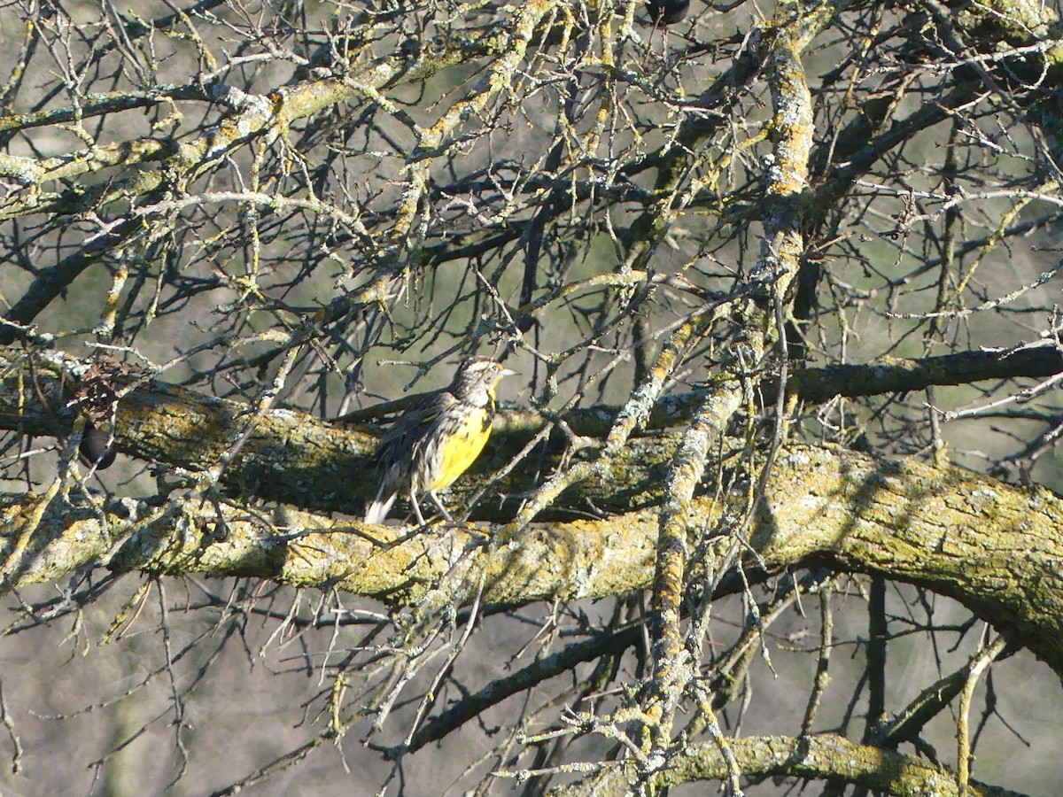 Western Meadowlark - ML614701360