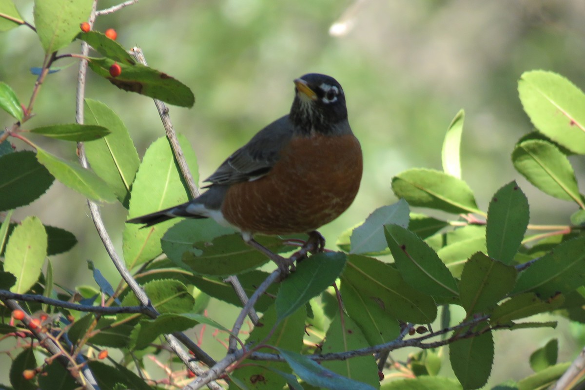 American Robin - Bruce Deuel