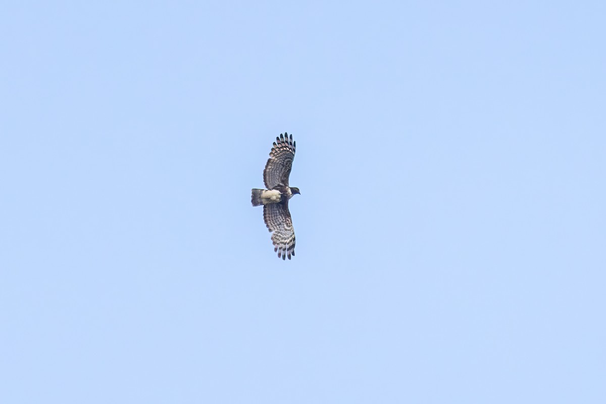 Madagascar Cuckoo-Hawk - ML614701472