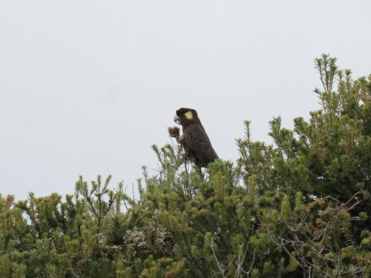 Yellow-tailed Black-Cockatoo - ML614701534