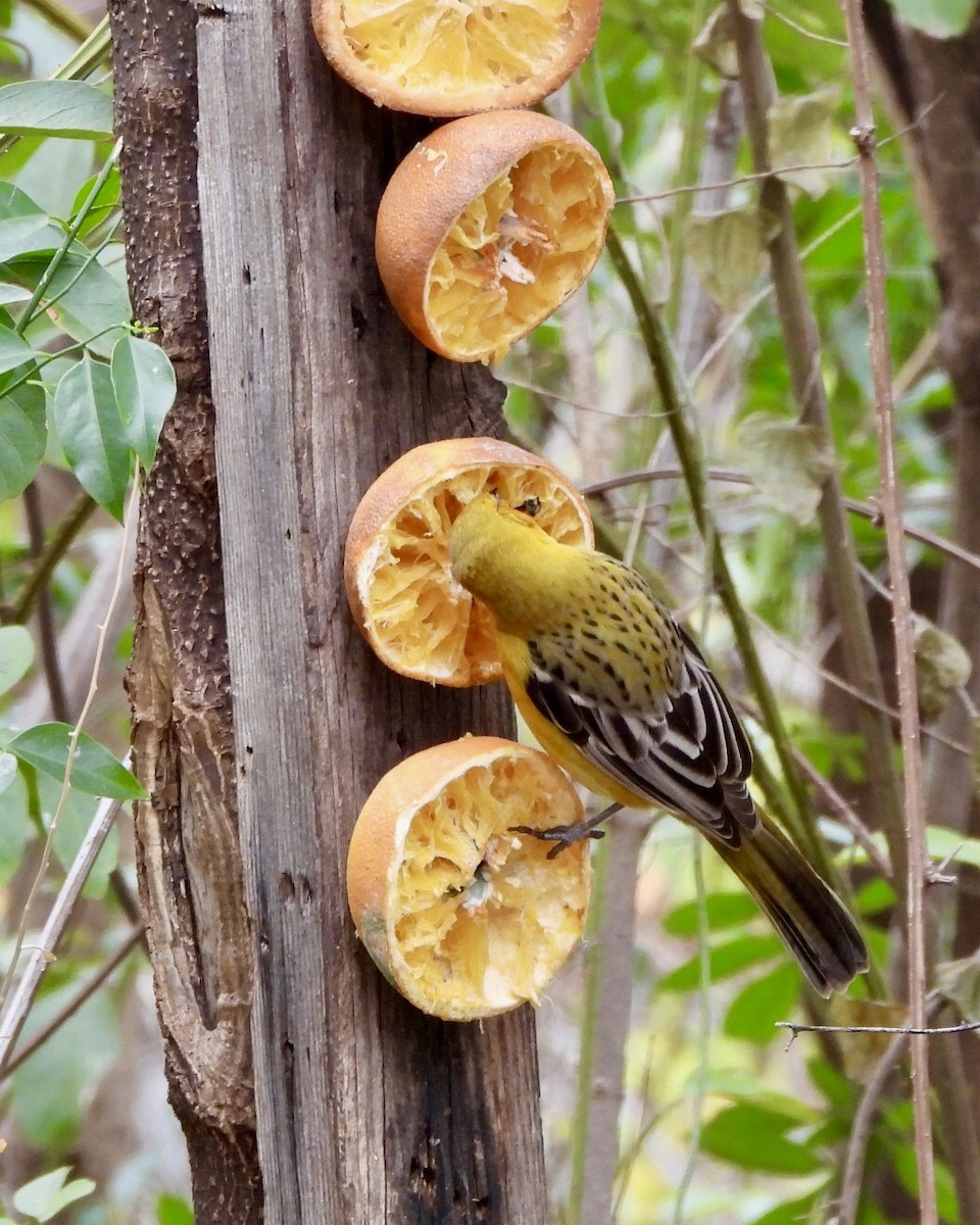 Streak-backed Oriole - ML614701560