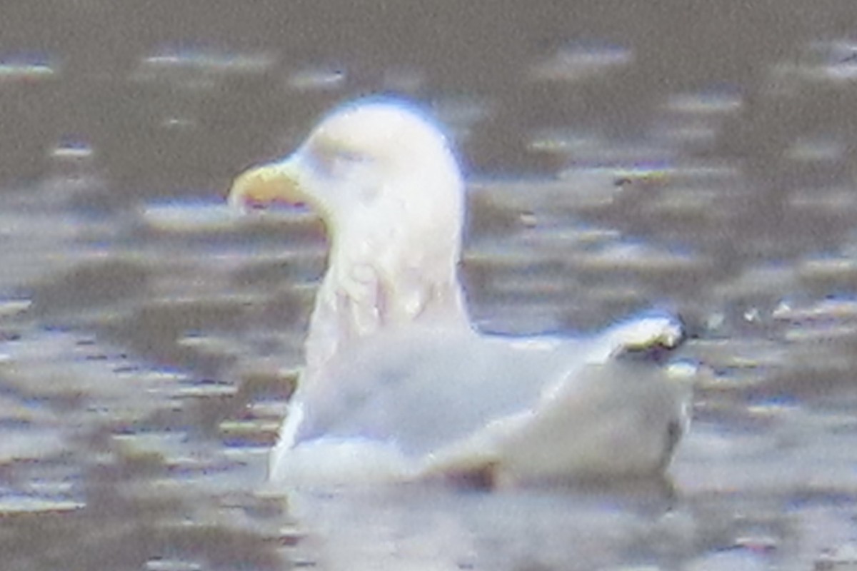 Herring Gull - ML614701579