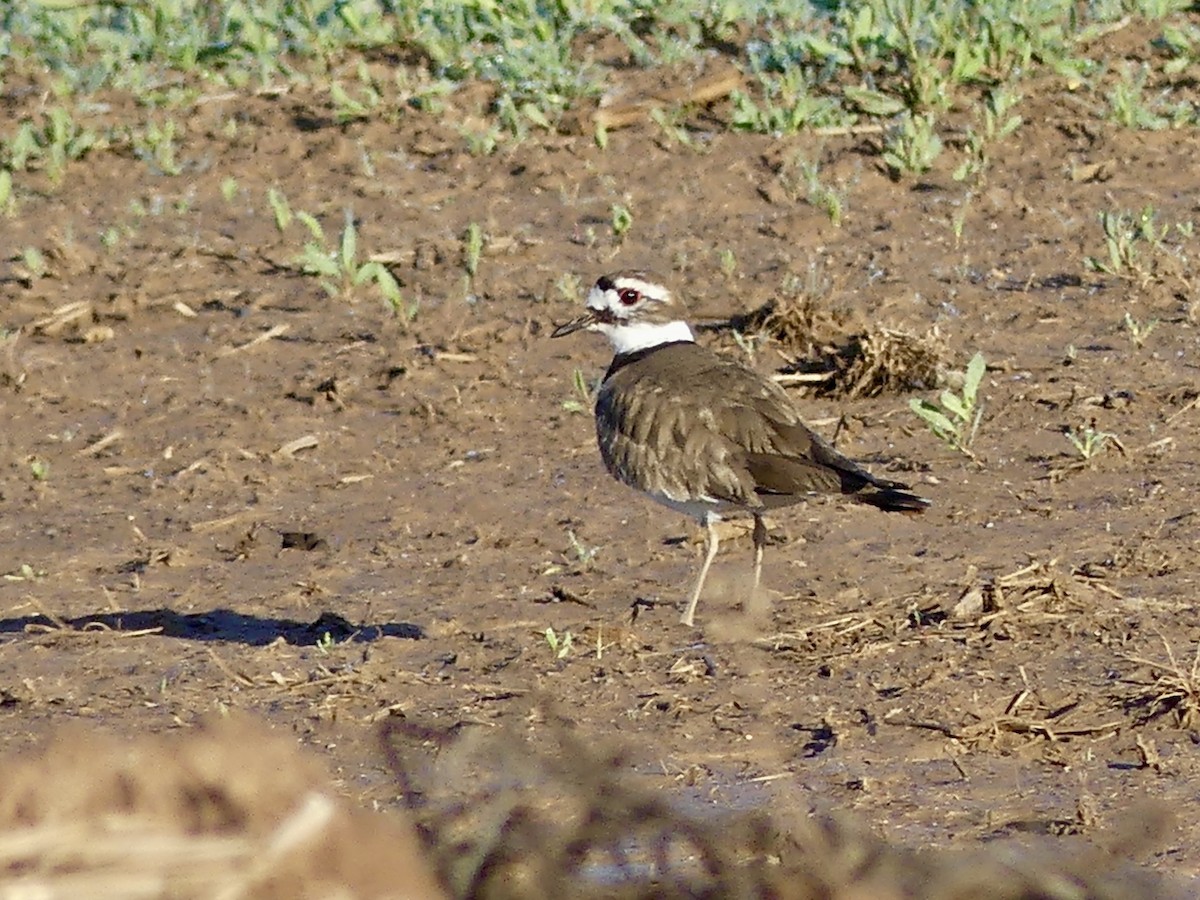 Killdeer - ML614701589