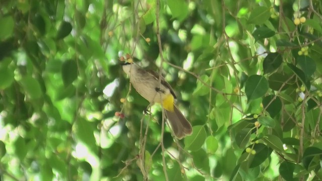 Bulbul Culiamarillo - ML614701595