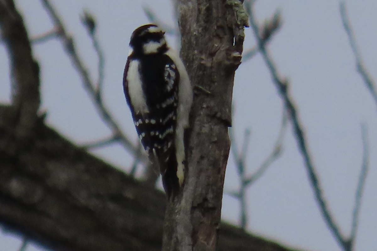 Downy Woodpecker - ML614701601