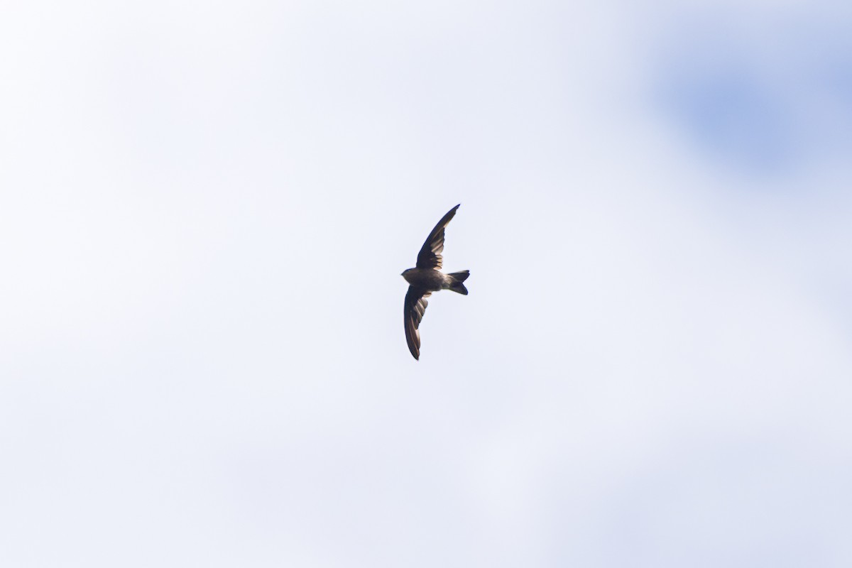 Madagascar Spinetail - ML614701602