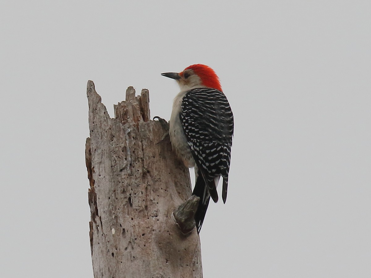 Red-bellied Woodpecker - ML614701603