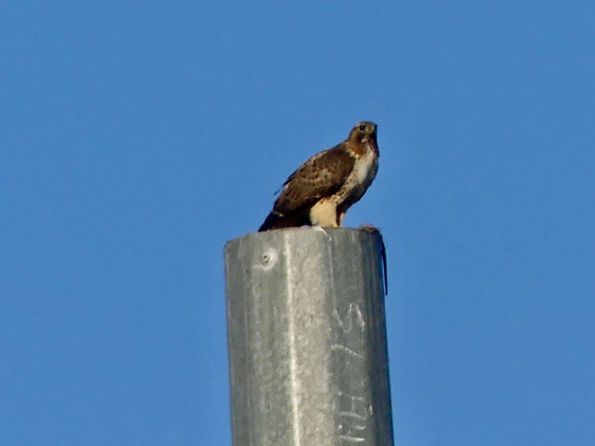 Red-tailed Hawk - ML614701609