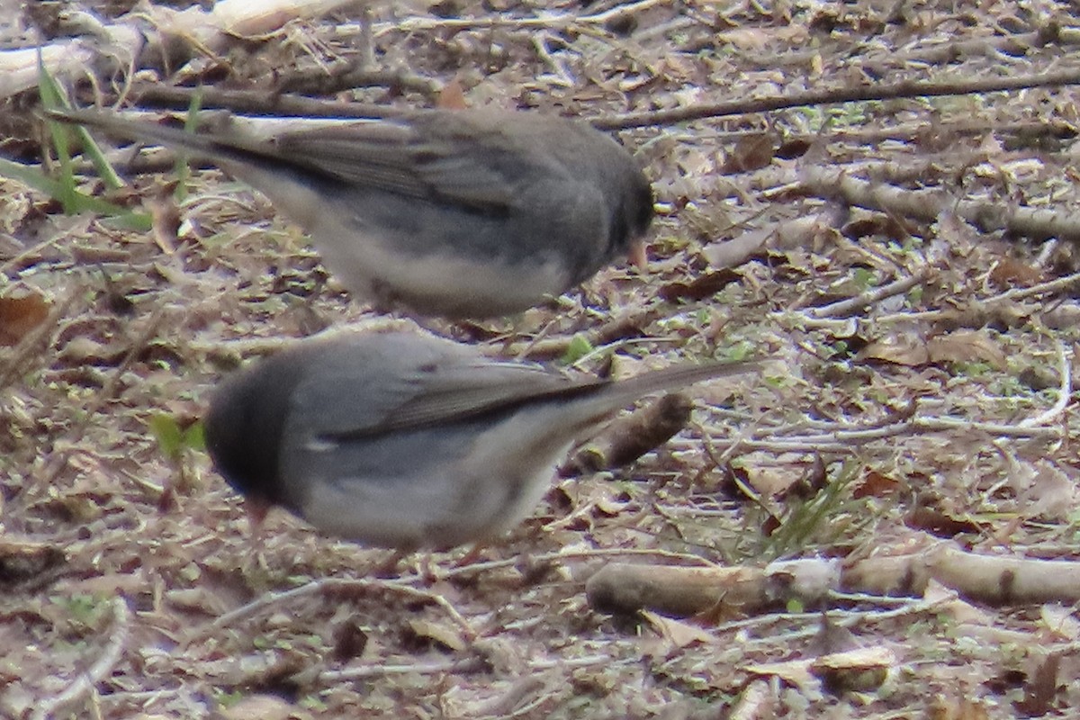 Dark-eyed Junco - ML614701615