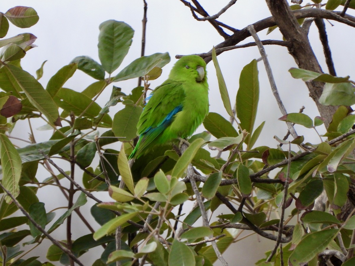 Мексиканский воробьиный попугайчик - ML614701640
