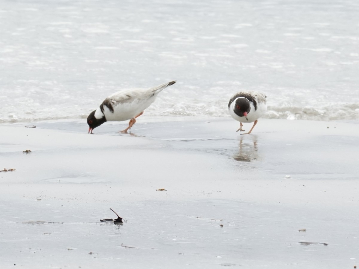 Hooded Plover - ML614701668