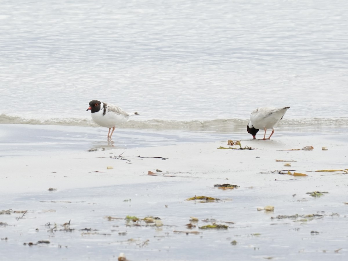 Hooded Plover - ML614701669