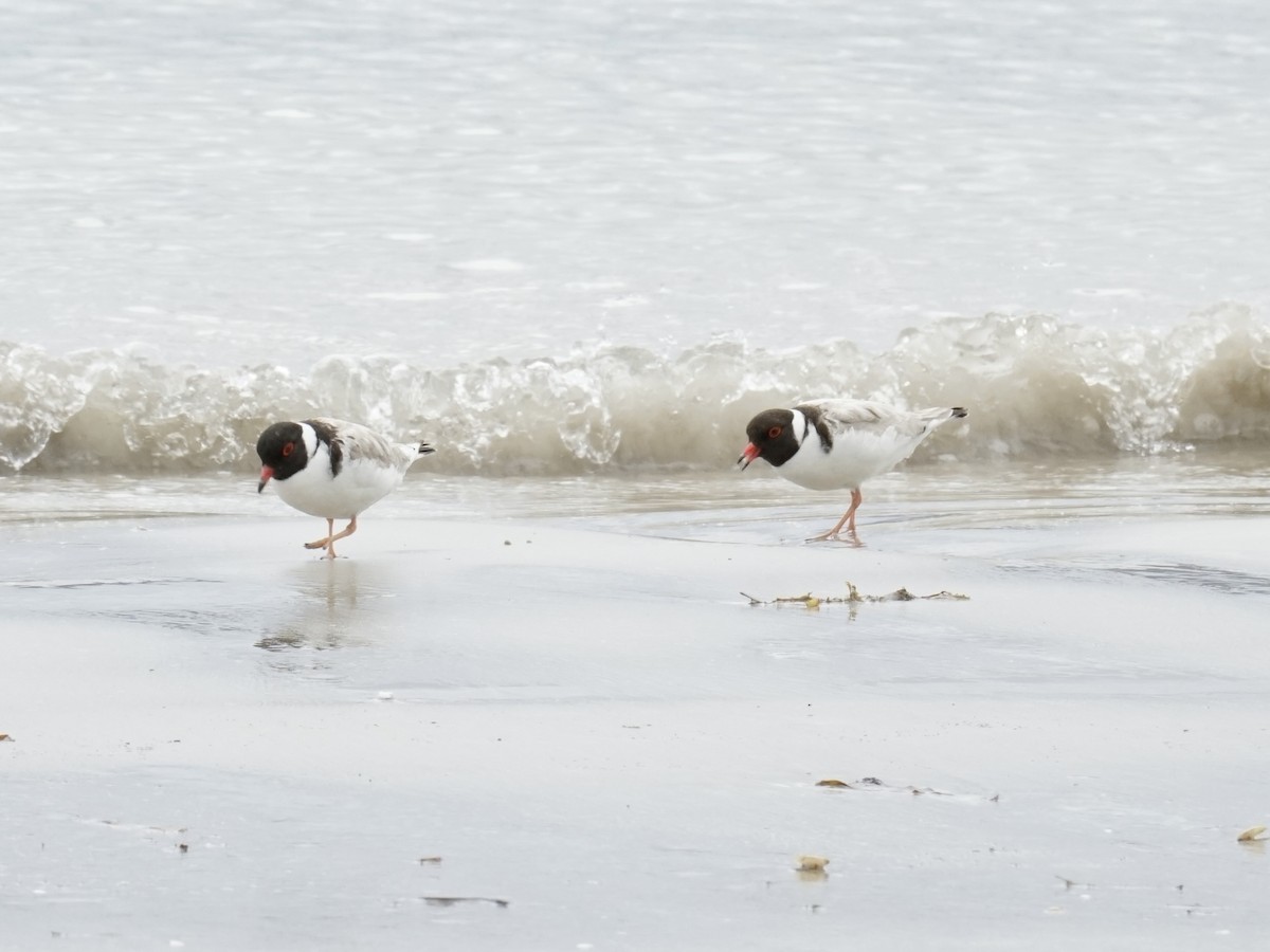 Hooded Plover - ML614701670