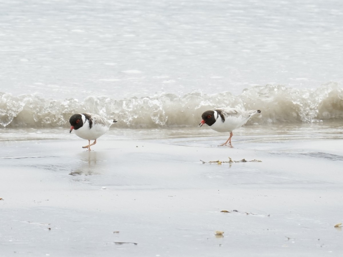 Hooded Plover - ML614701670