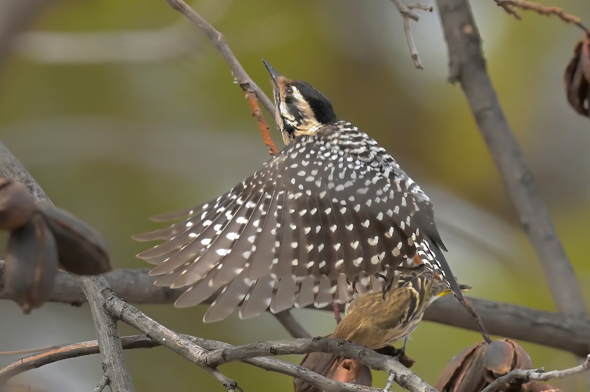 Ladder-backed Woodpecker - ML614701679