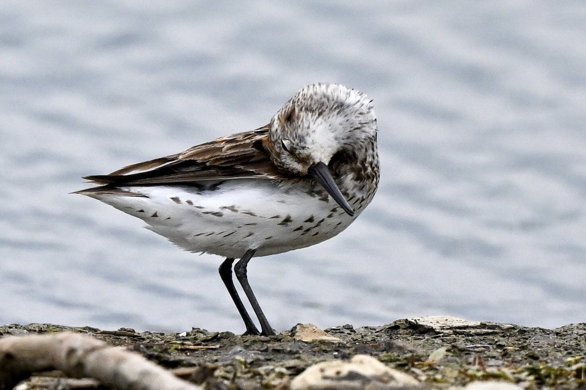 Western Sandpiper - Nadine Bluemel