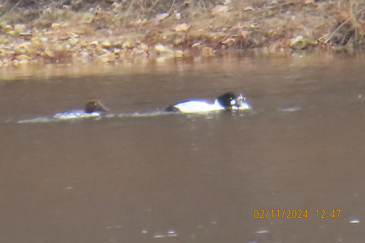 Common Goldeneye - ML614701828