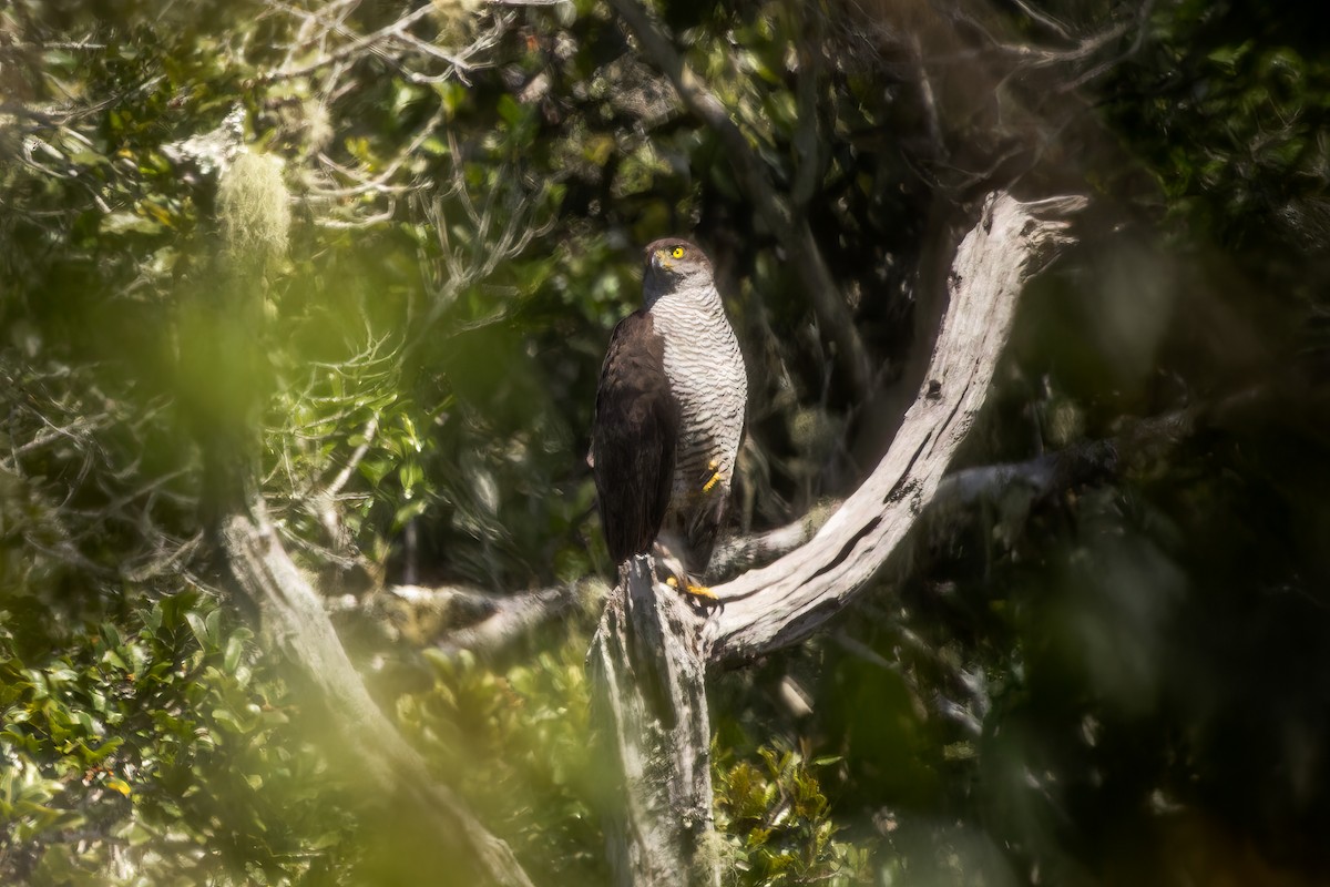 Henst's Goshawk - ML614701833