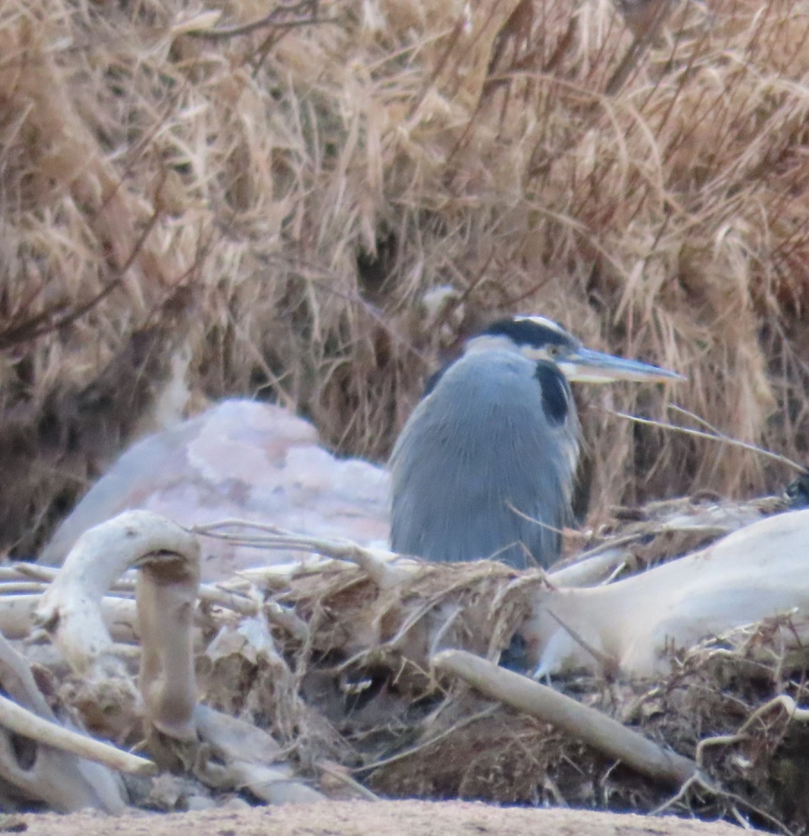 Great Blue Heron (Great Blue) - ML614701842