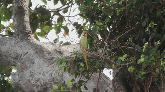 Alexandrine Parakeet - ML614701914