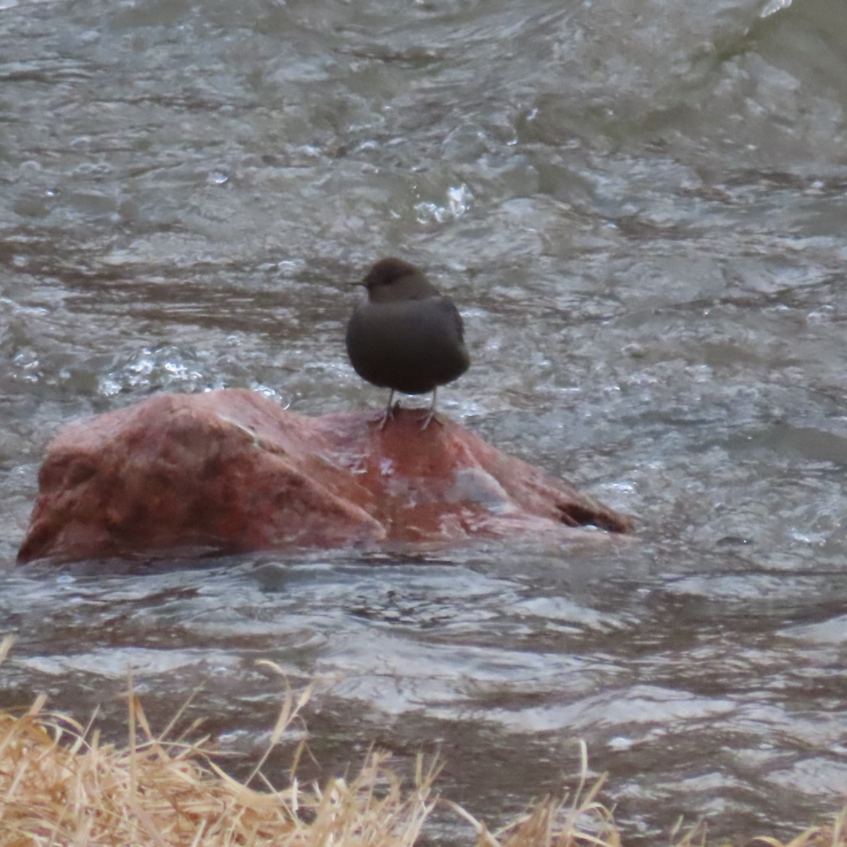 American Dipper - ML614701965