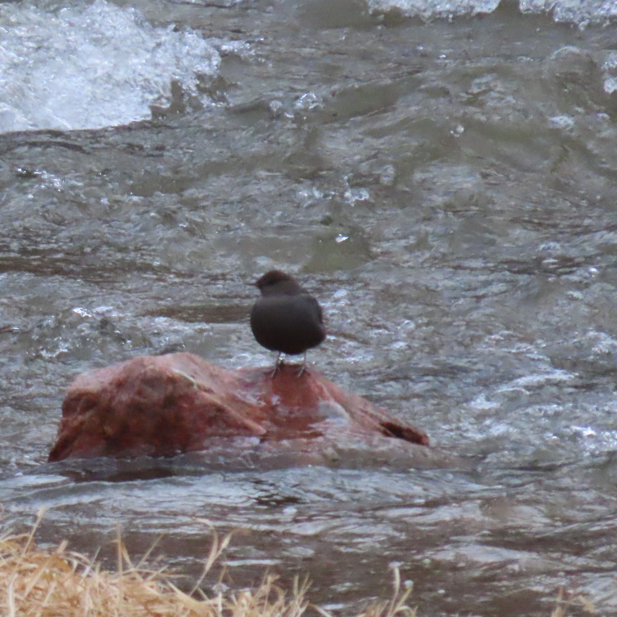 American Dipper - ML614701969