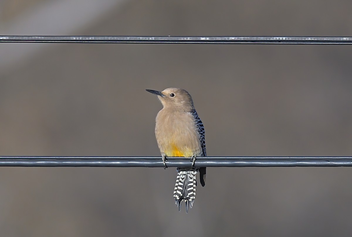 Gila Woodpecker - ML614702049