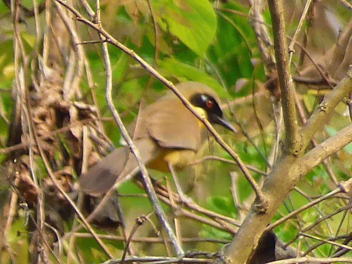 Yellow-throated Laughingthrush - Barry Reed