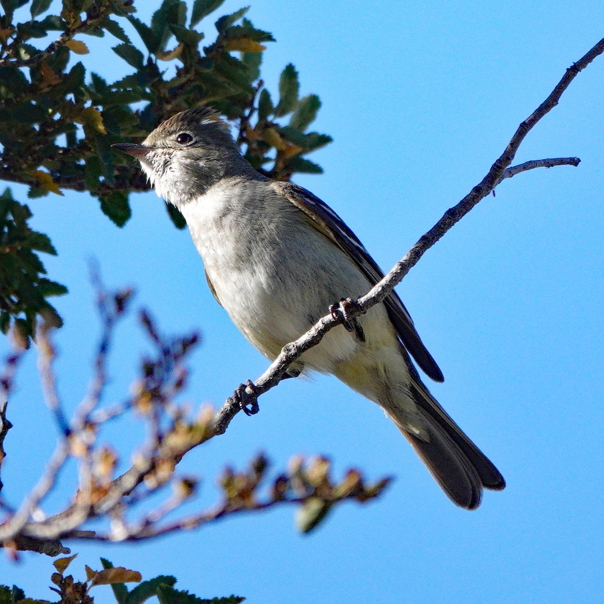 White-crested Elaenia - ML614702061