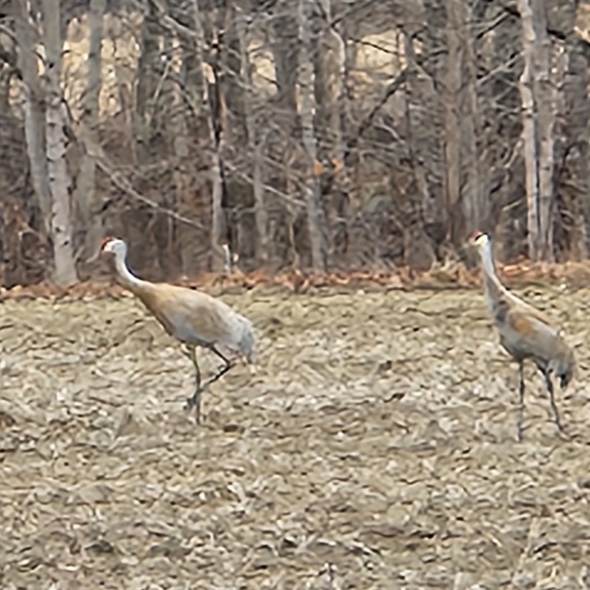 Sandhill Crane - ML614702068