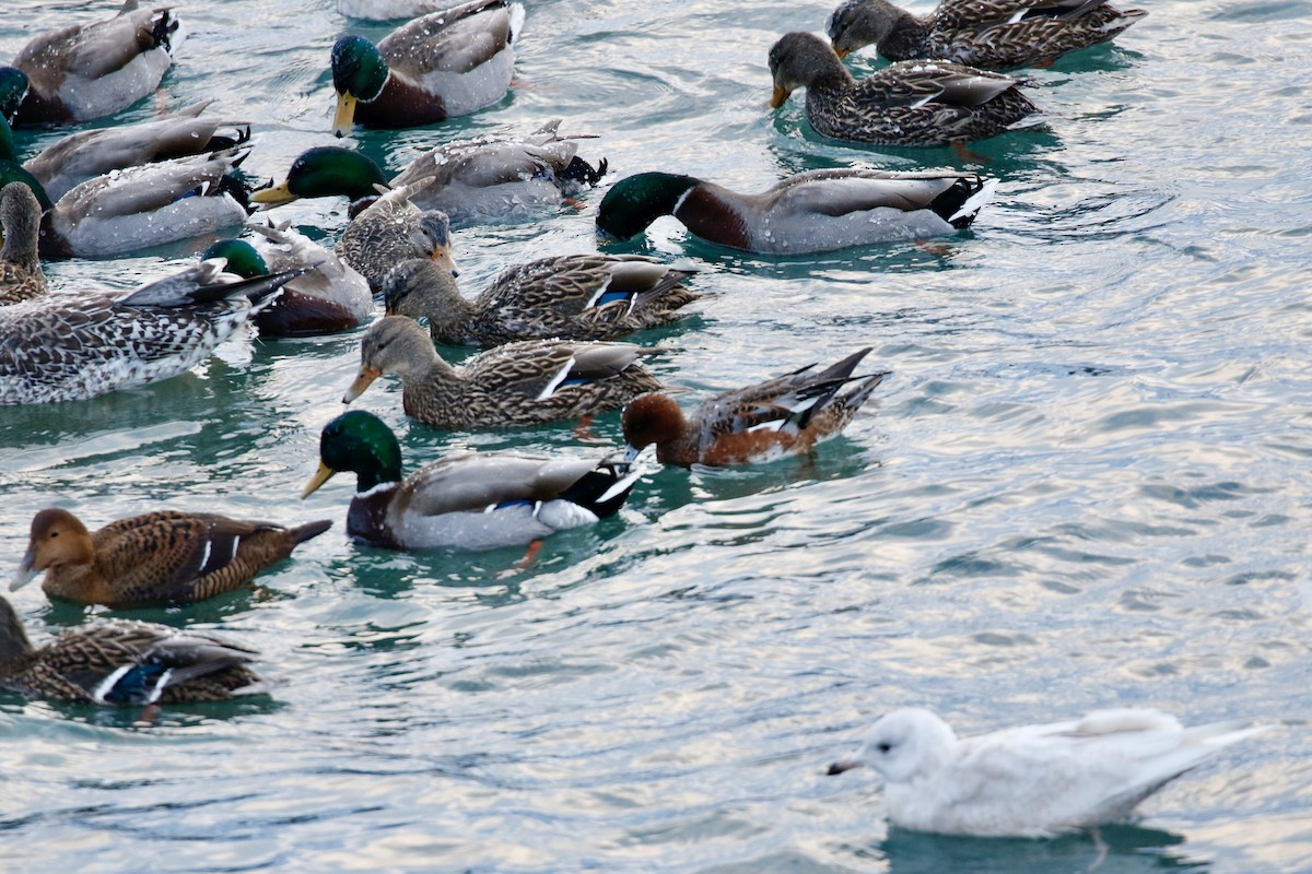 Eurasian Wigeon - ML614702098