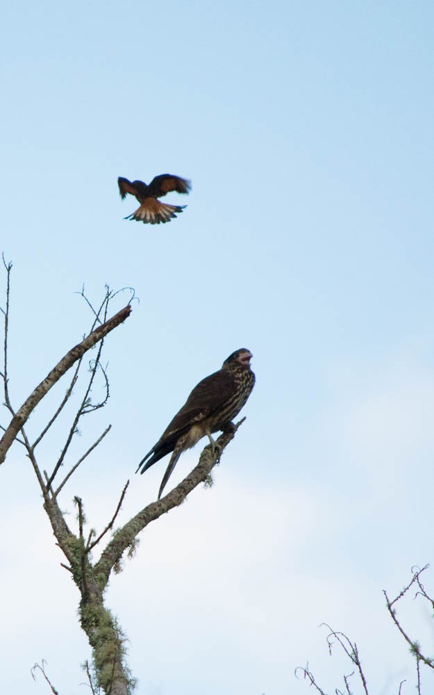 Yellow-headed Caracara - Priscila Couto