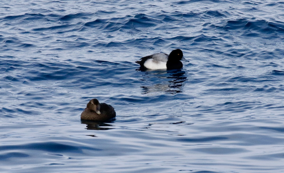 Greater Scaup - ML614702126