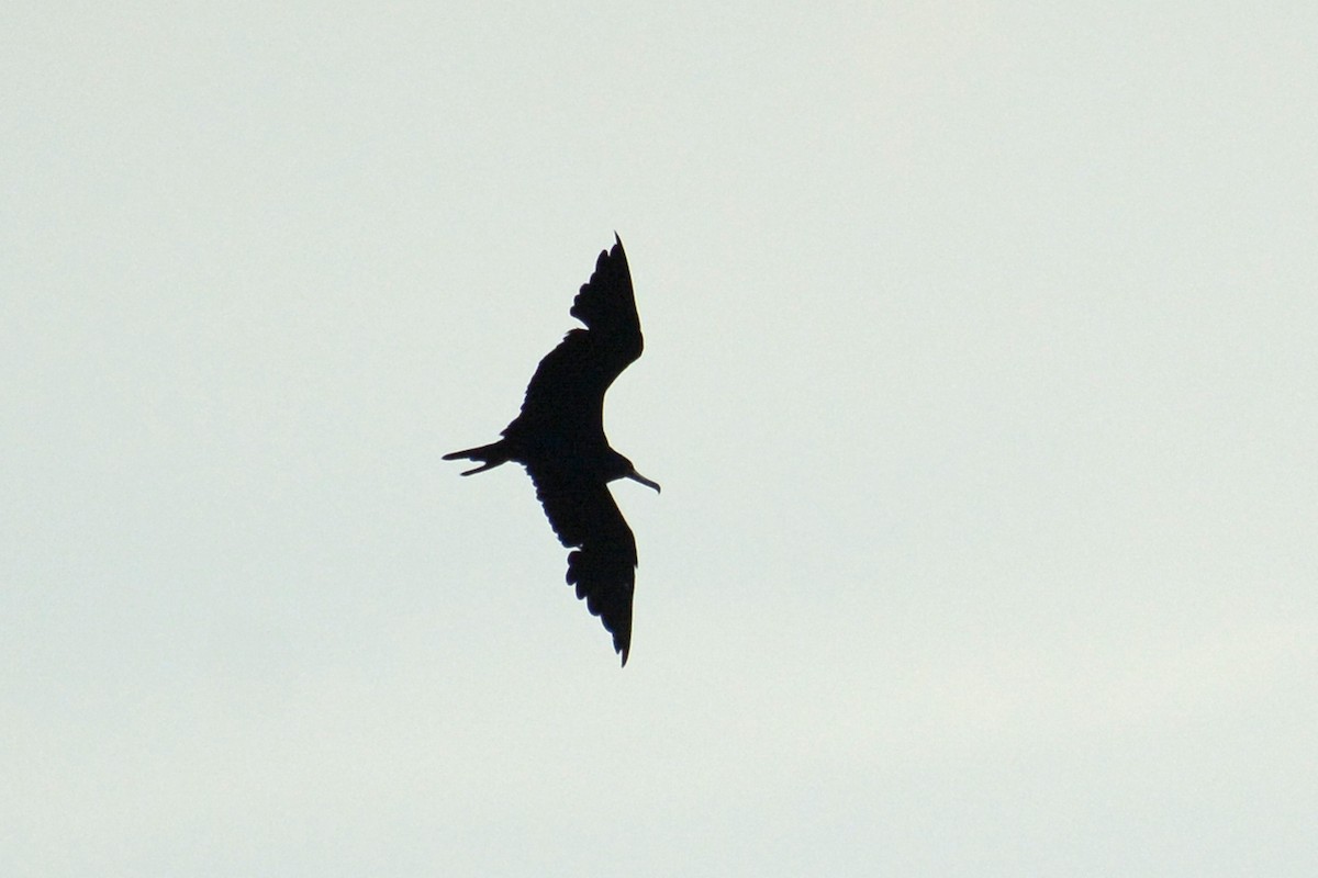 Magnificent Frigatebird - Janet Rathjen