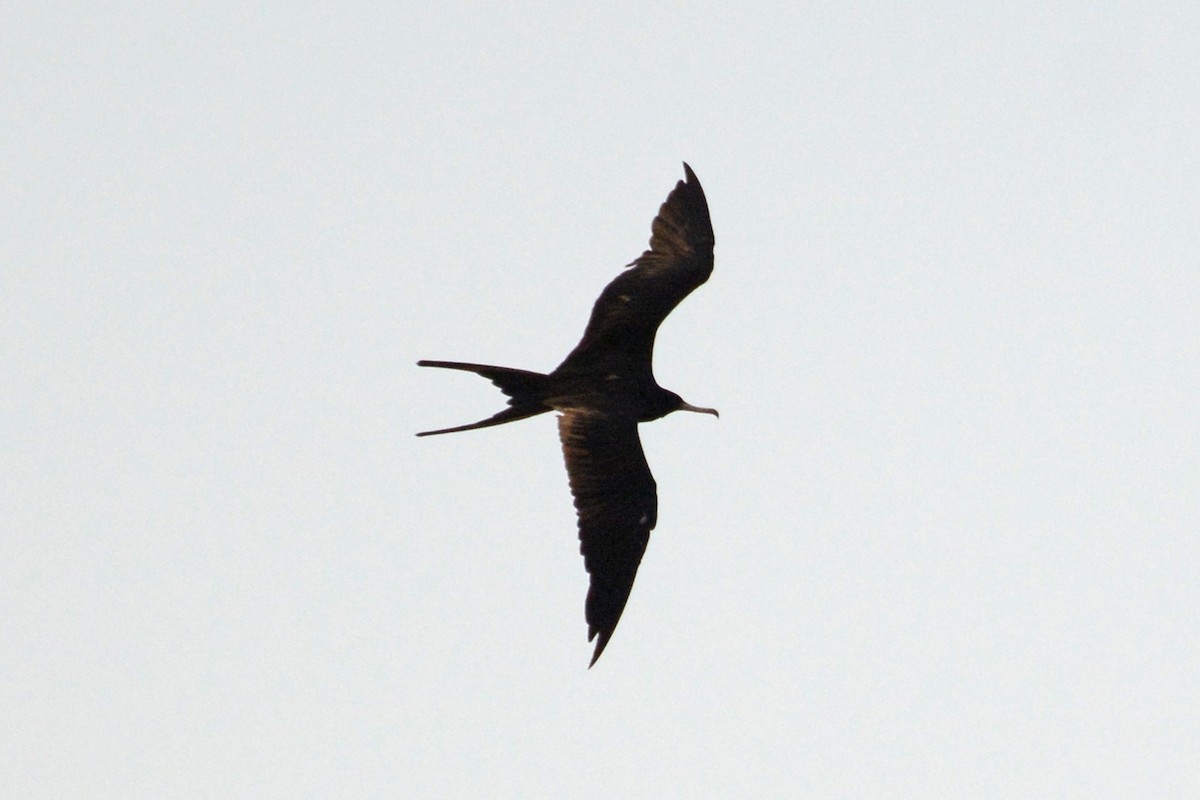 Magnificent Frigatebird - ML614702170