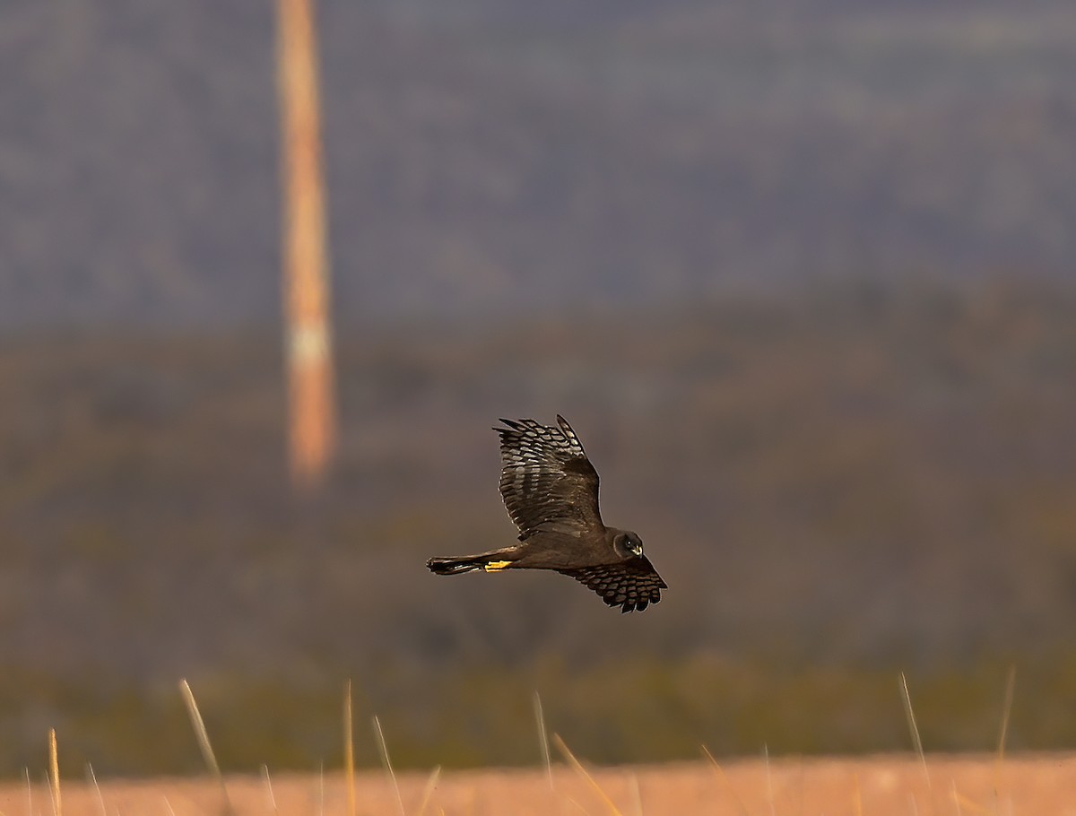 Northern Harrier - ML614702187