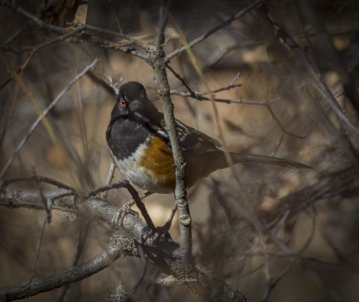 Spotted Towhee - ML614702278