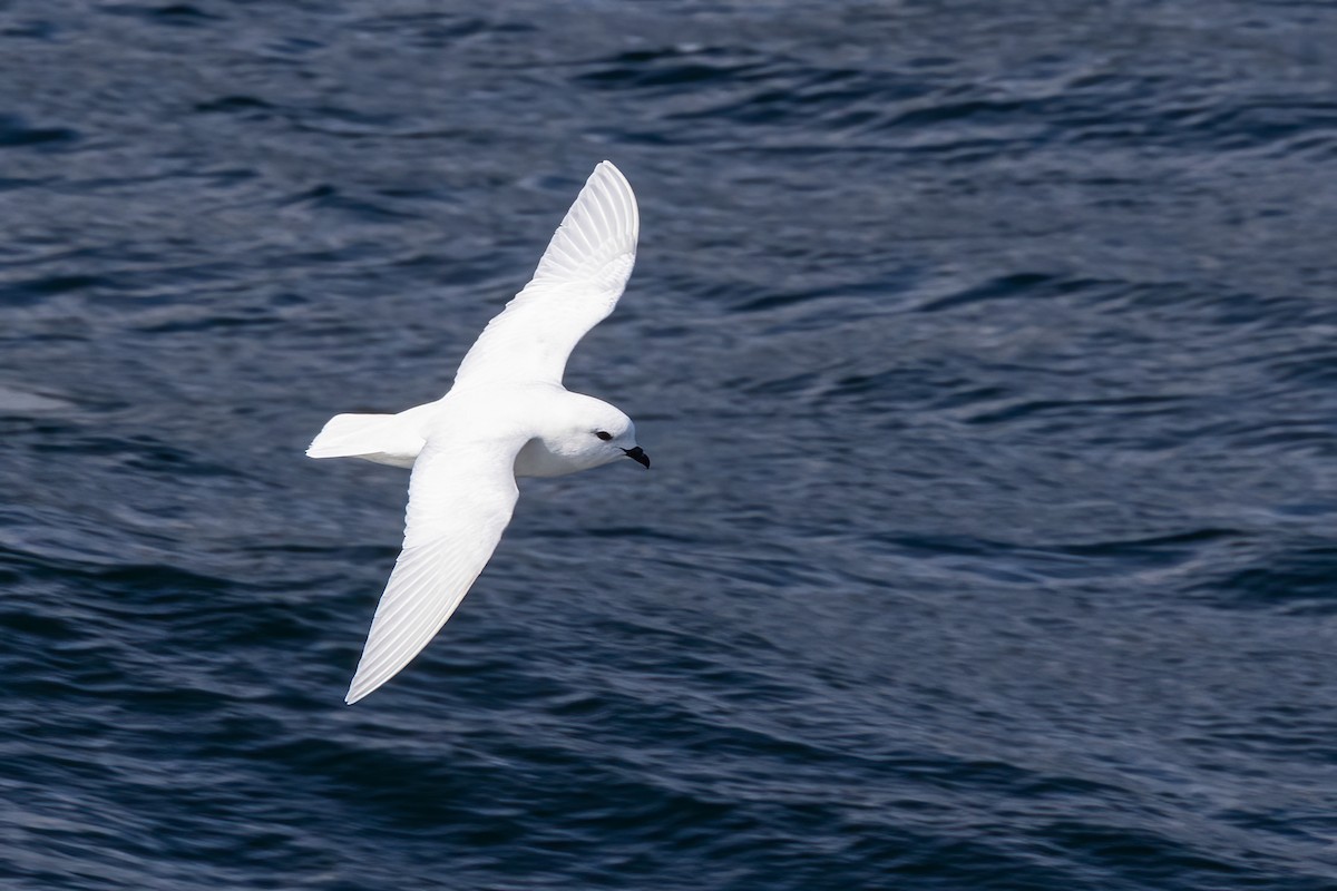 Pétrel des neiges - ML614702311