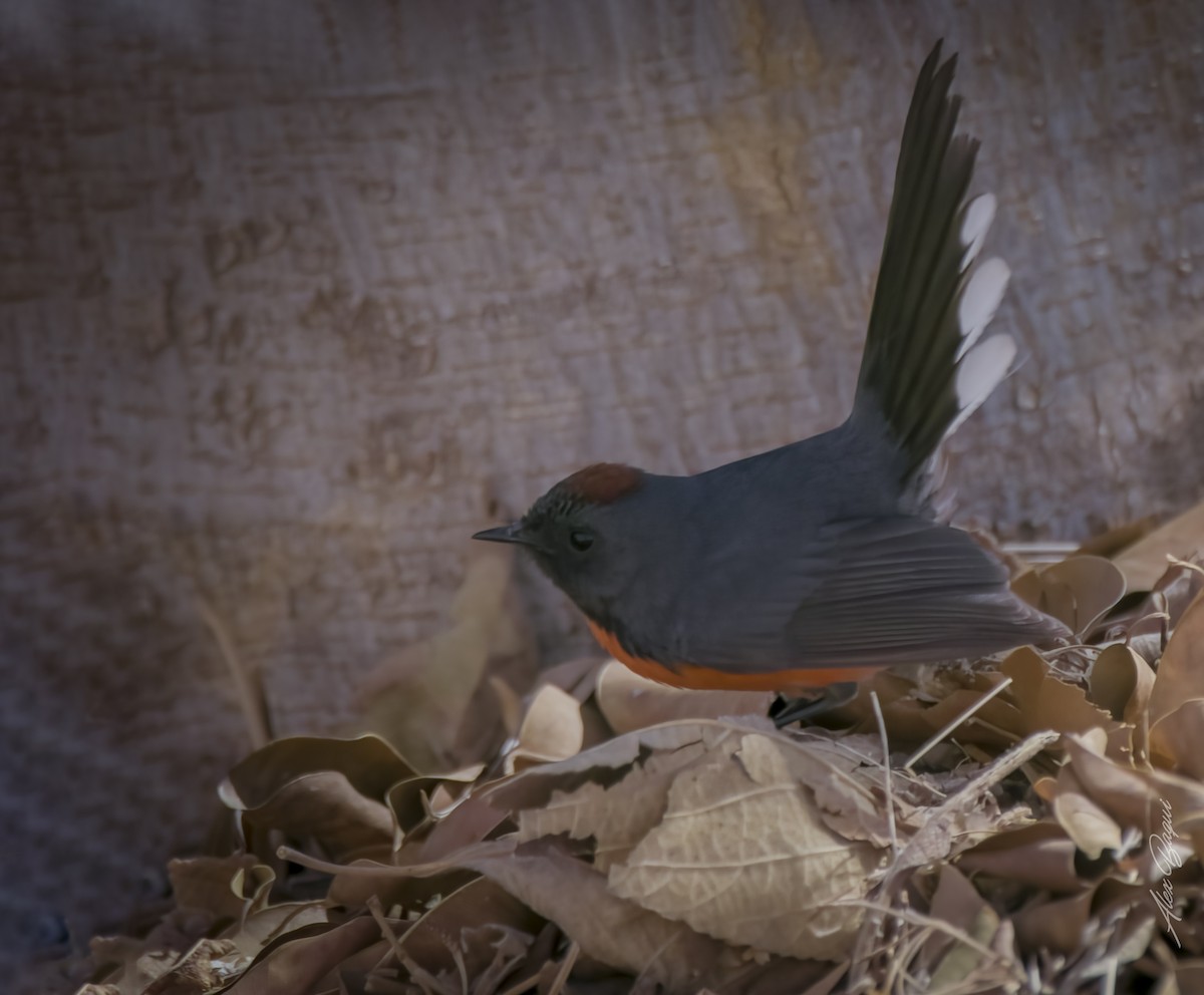 Slate-throated Redstart - ML614702345