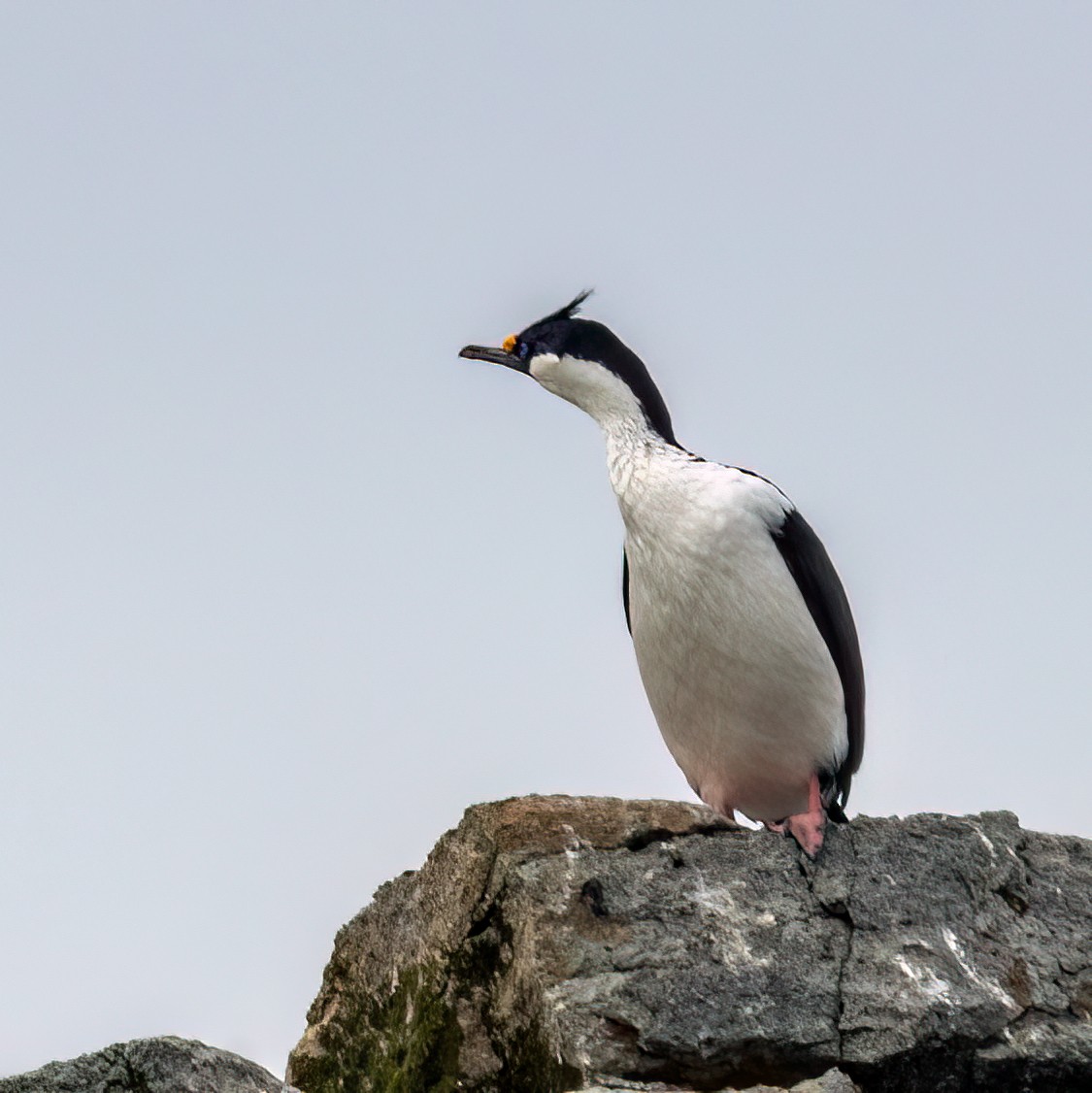 South Georgia Shag - ML614702346