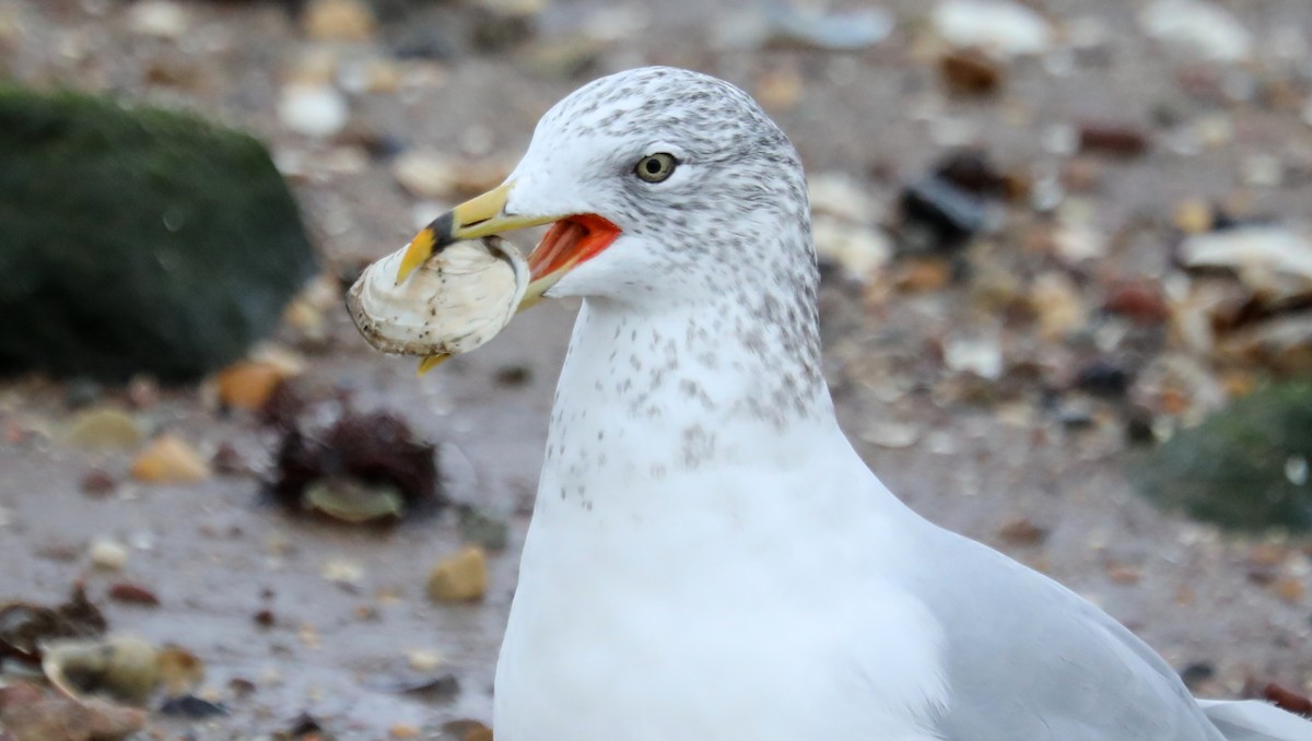 Ring-billed Gull - ML614702347