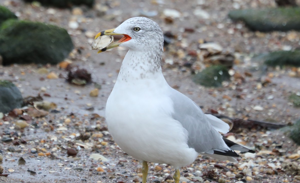 Ring-billed Gull - ML614702365