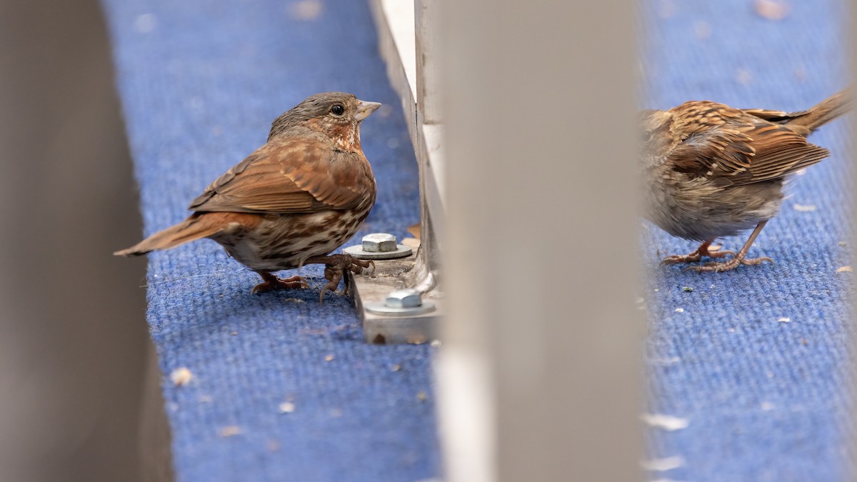 Fox Sparrow - ML614702370