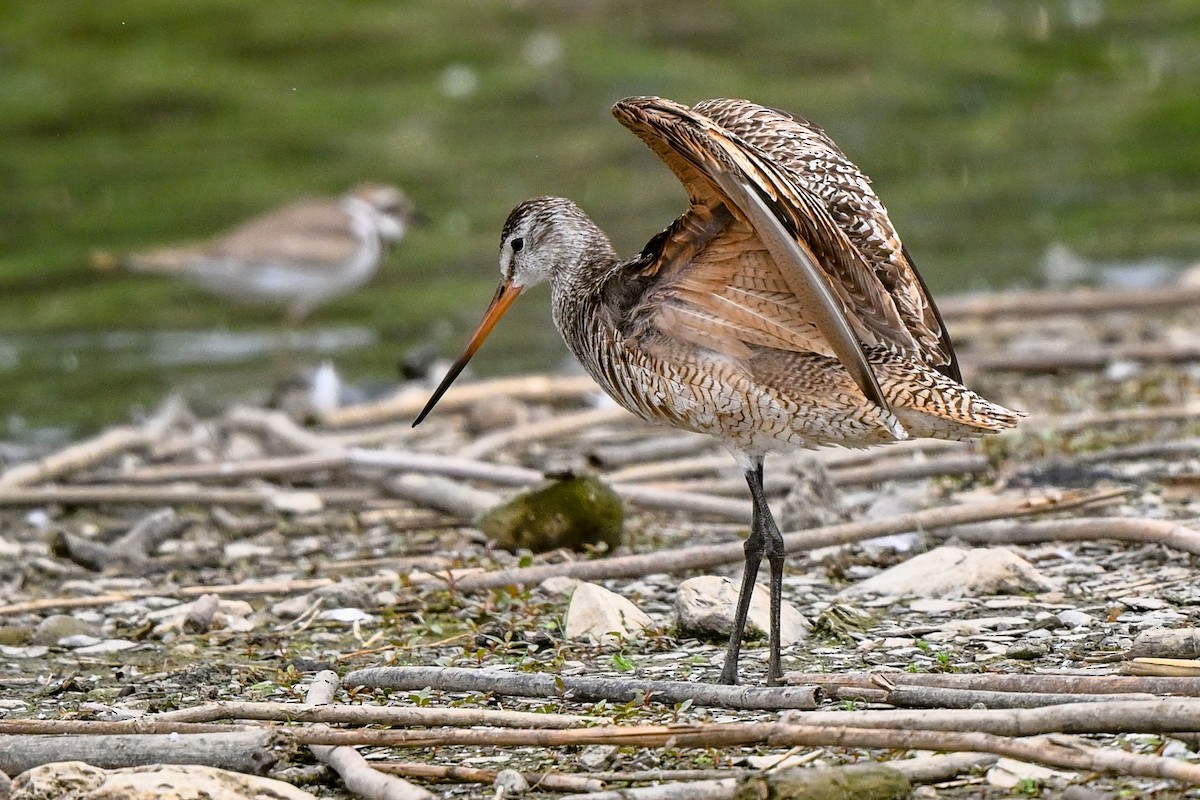 Marbled Godwit - ML614702375