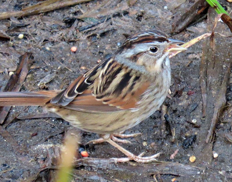 Swamp Sparrow - Karen Lebing