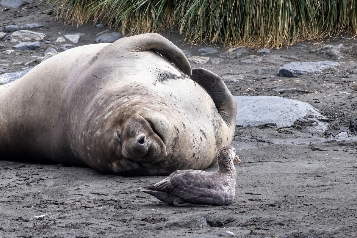 Southern Giant-Petrel - ML614702380